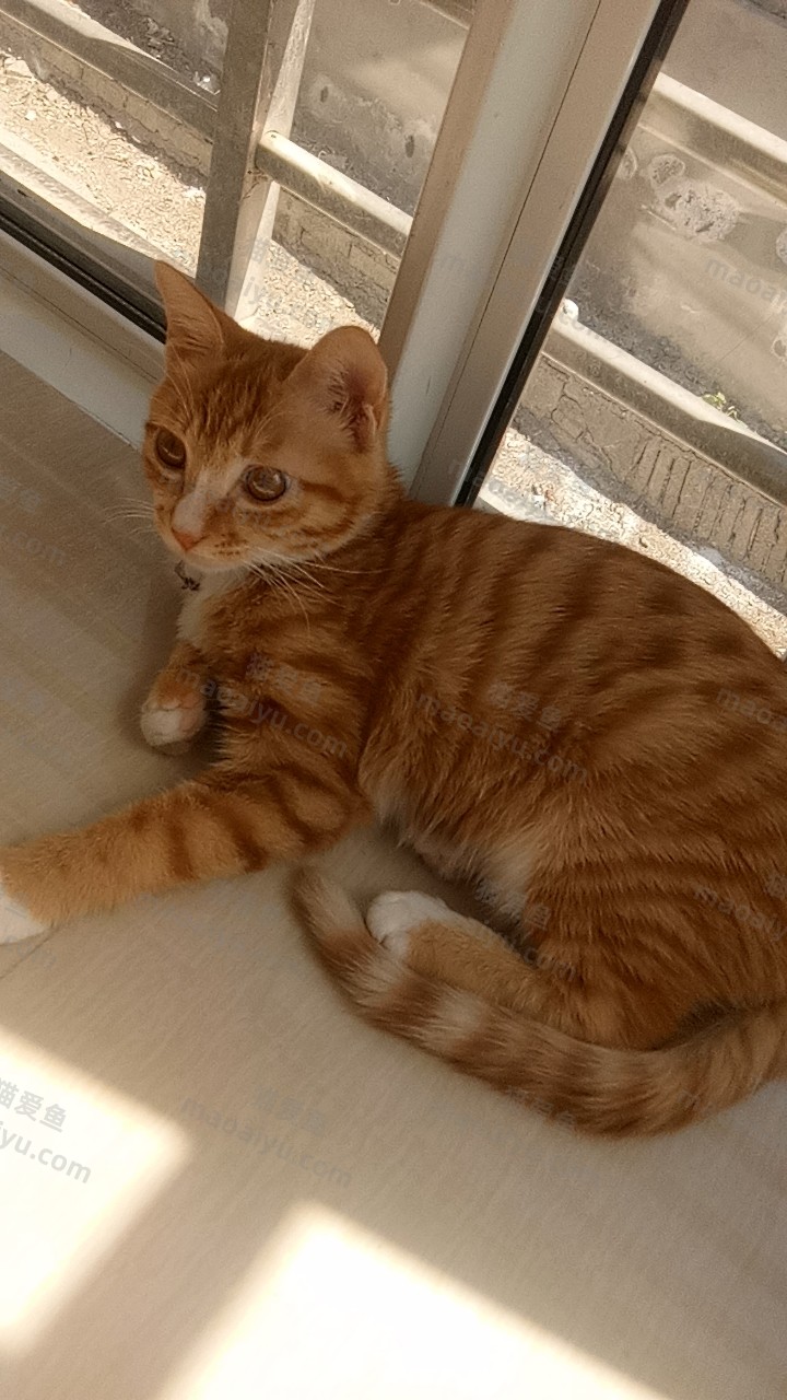 我猫-猫咪网络