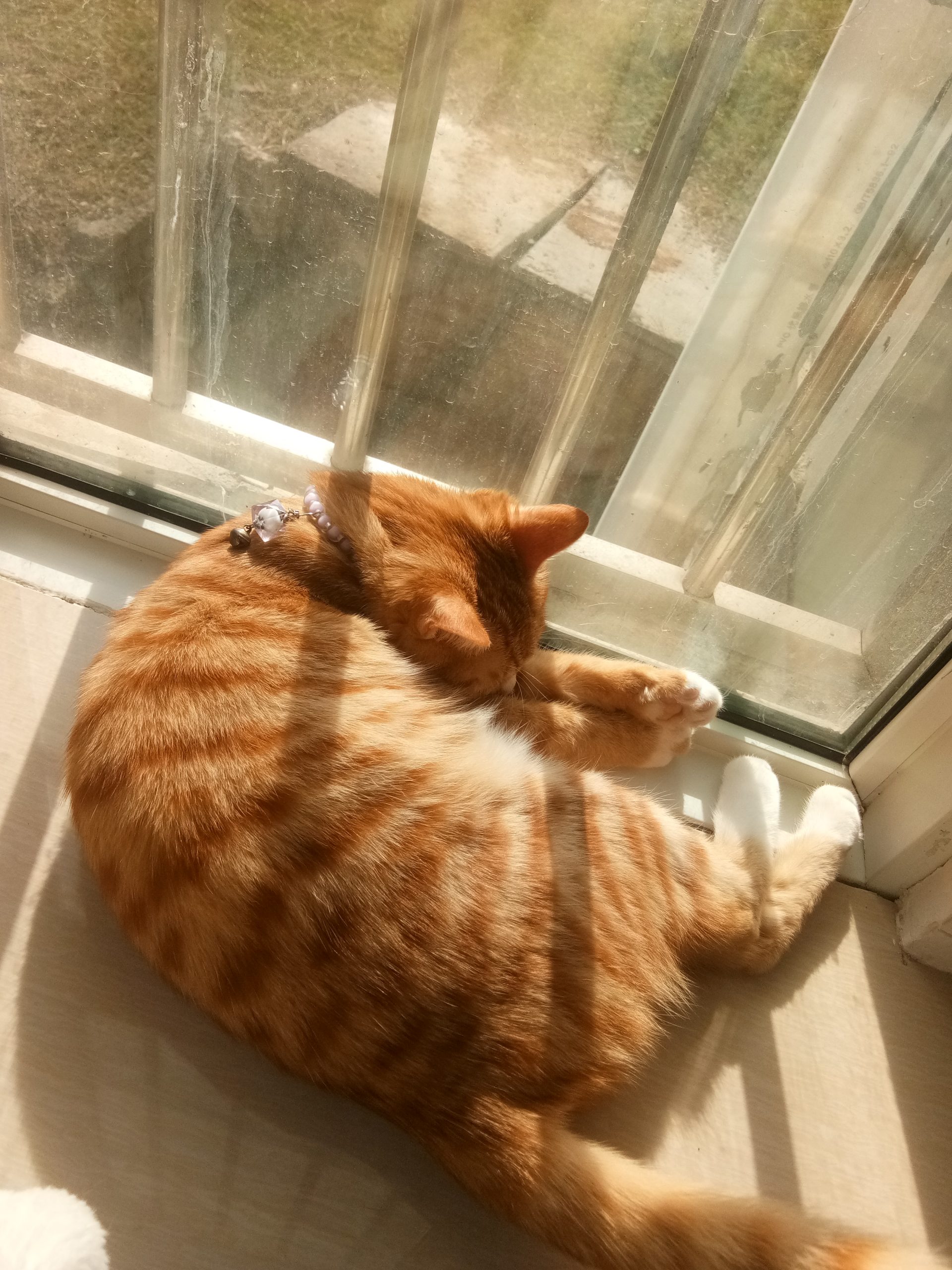 温柔的力度不够 …-猫咪网络