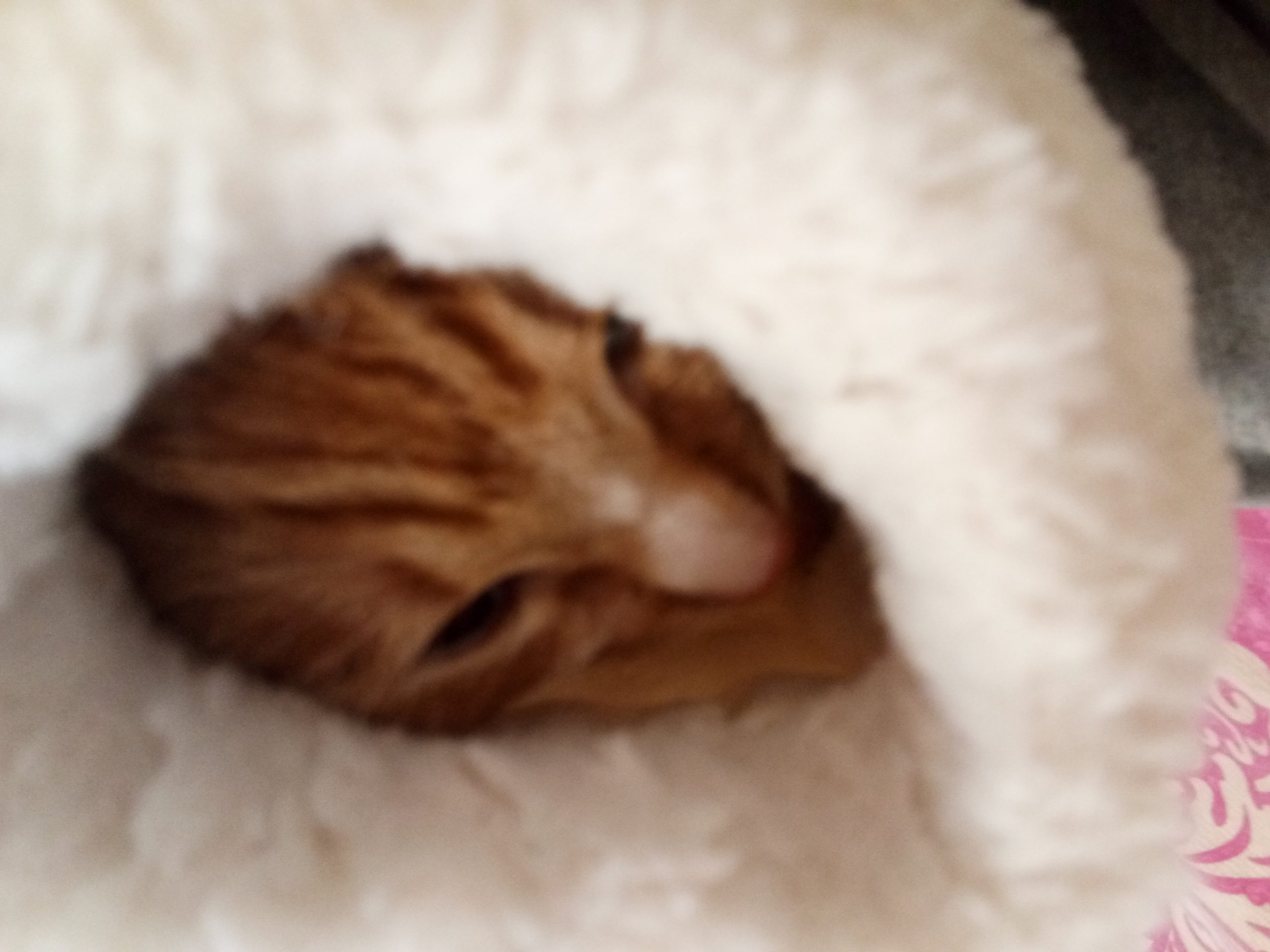 小猫咪-猫咪网络